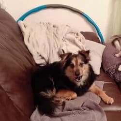 Sisi, female Mixed Breed for adoption at Tierheim Bad Homburg, Homburg photo 4