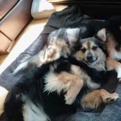 Sisi, female Mixed Breed for adoption at Tierheim Bad Homburg, Homburg photo 5