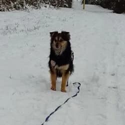 Sisi, female Mixed Breed for adoption at Tierheim Bad Homburg, Homburg photo 6