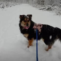 Sisi, female Mixed Breed for adoption at Tierheim Bad Homburg, Homburg photo 7