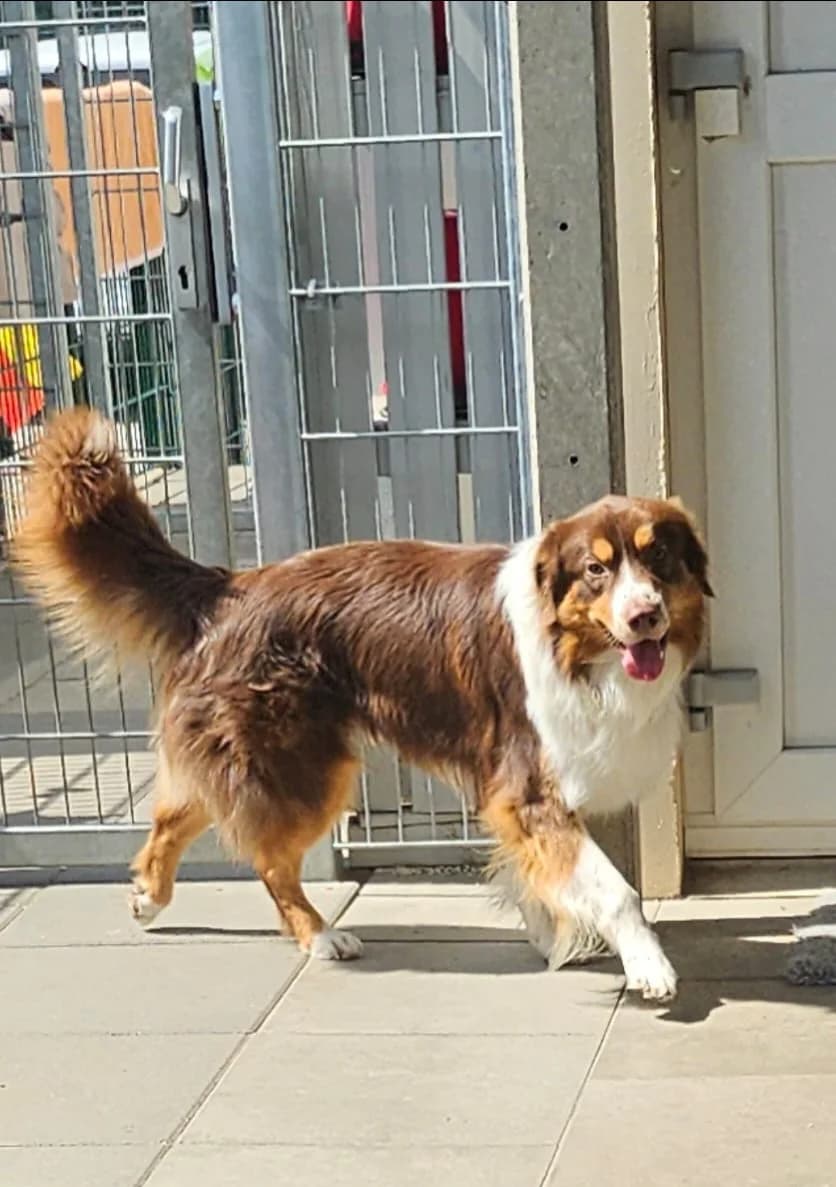 Skye, male mixed breed for adoption at Tierheim Bad Homburg, Homburg