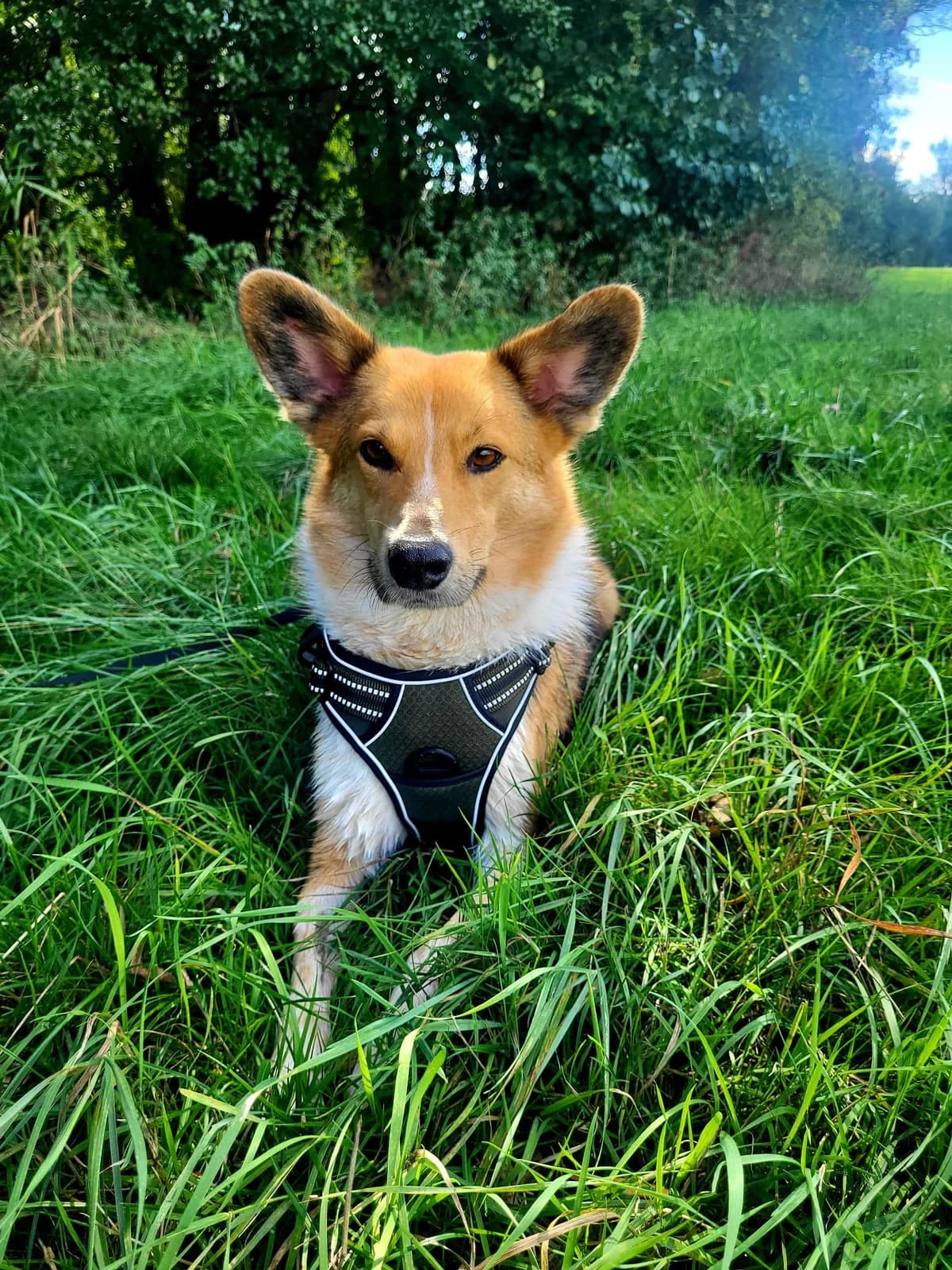Zayn, male 5yo Mixed Breed for adoption at Tierheim Bad Homburg, Homburg