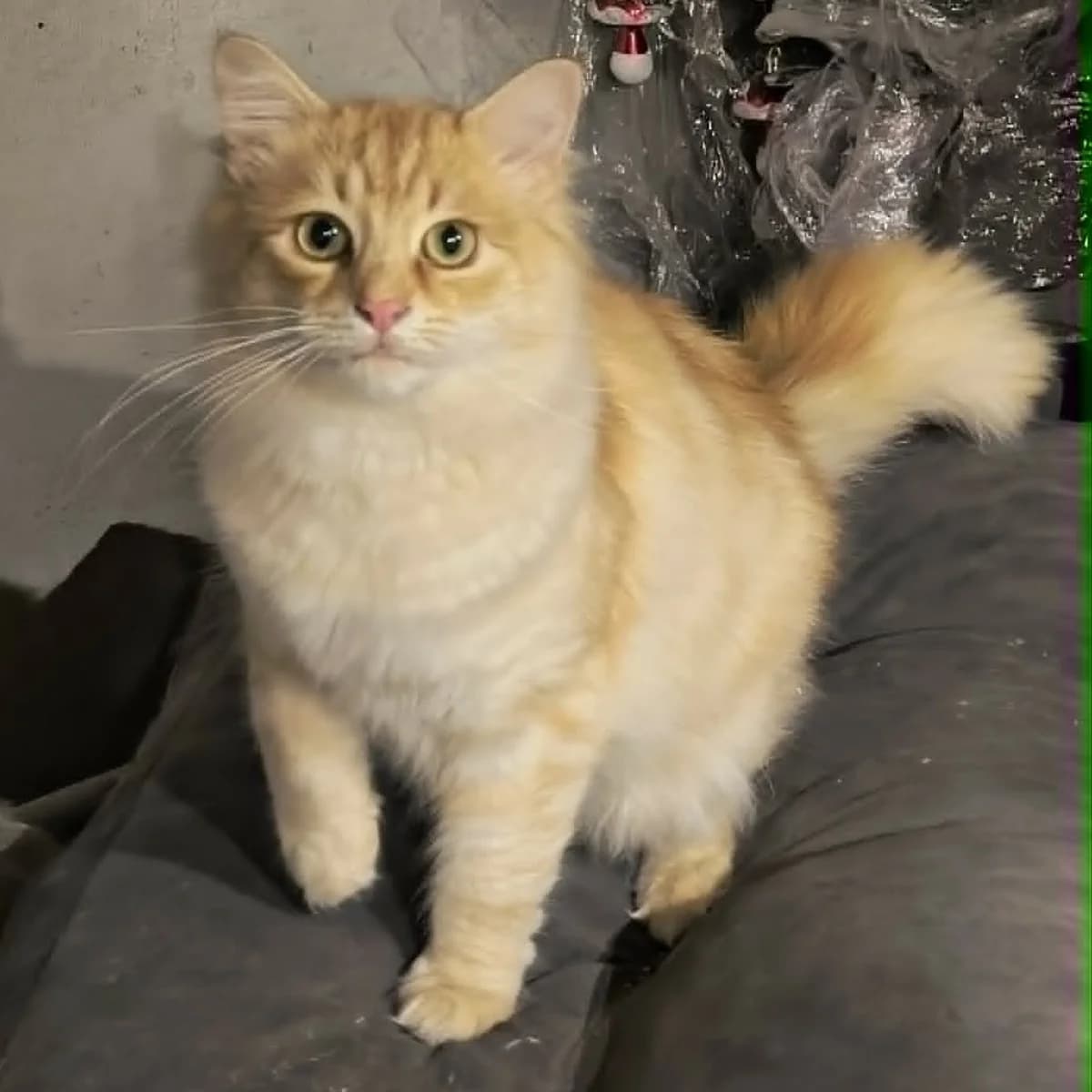Zhar, male young Mixed Breed for adoption at Tierheim Bad Homburg, Homburg