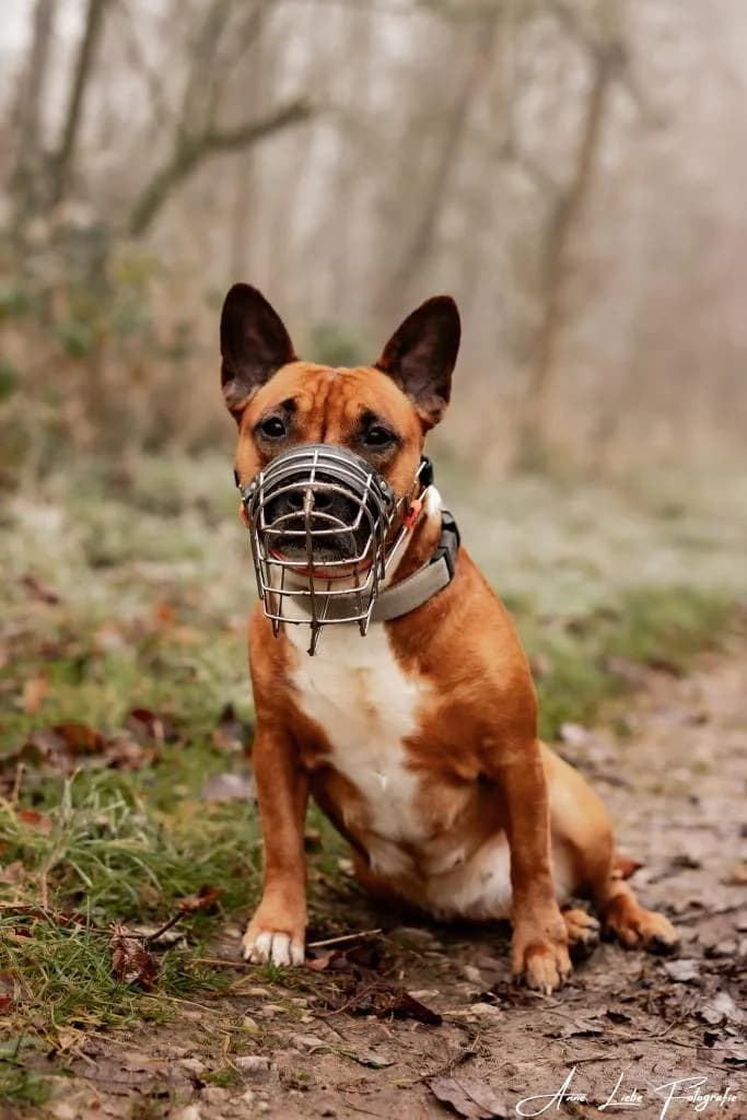 Joy, female Mixed Breed for adoption at Tierschutzverein Bad Kreuznach, Bad Kreuznach