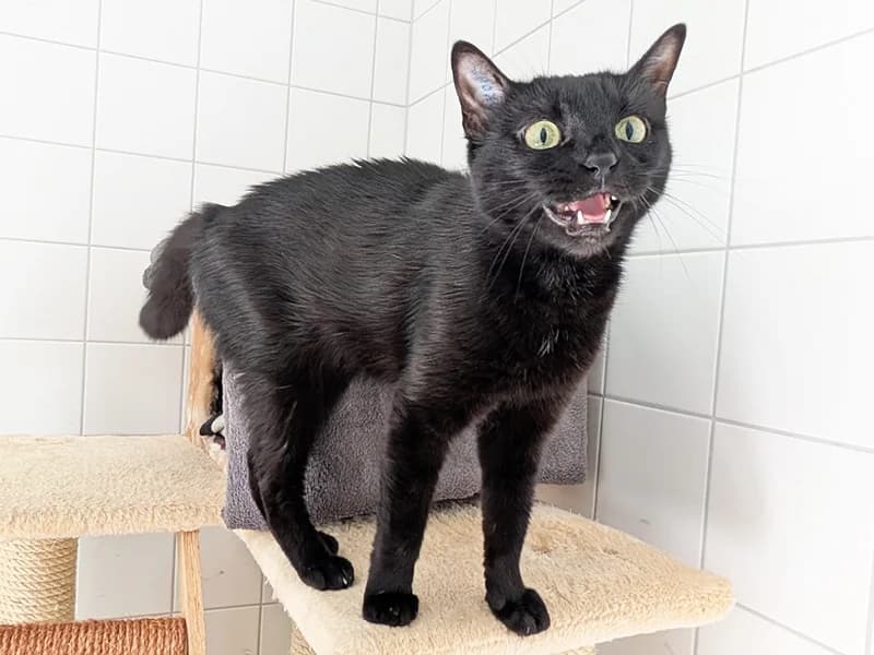 Eleni, Mixed Breed (Tierheim Baden-Baden)