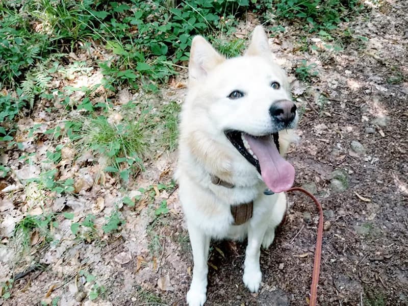 Geri,  Husky for adoption at Tierheim Baden-Baden, Baden-Baden
