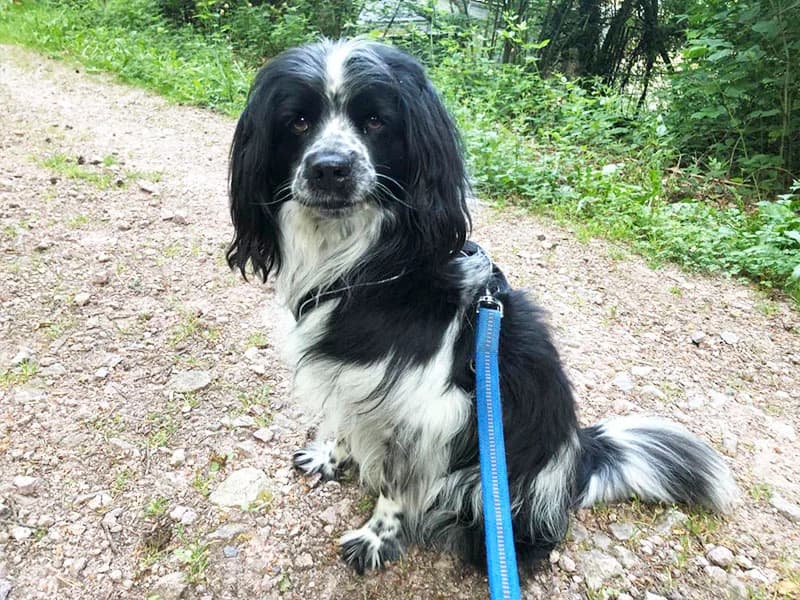 Hugo,  senior Mixed Breed for adoption at Tierheim Baden-Baden, Baden-Baden