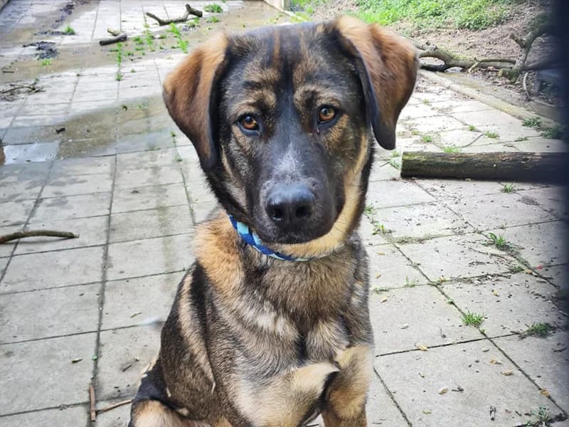 Loki,  Mixed Breed for adoption at Tierheim Baden-Baden, Baden-Baden