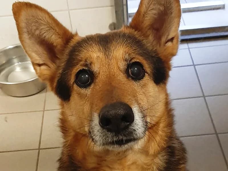 Lucky,  senior Mixed Breed Cat for adoption at Tierheim Baden-Baden, Baden-Baden
