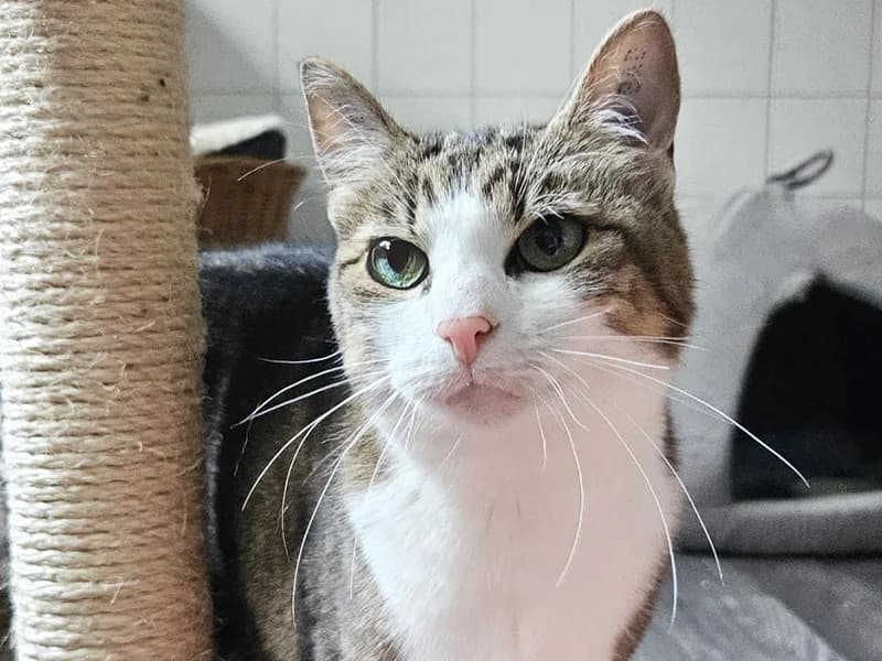Lucy, Mixed Breed (Tierheim Baden-Baden)
