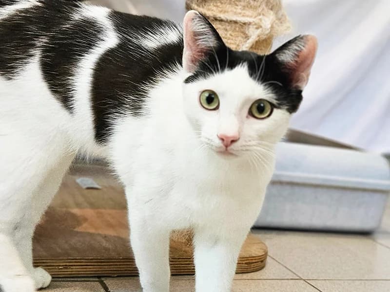 Lukas,  3yo Mixed Breed for adoption at Tierheim Baden-Baden, Baden-Baden