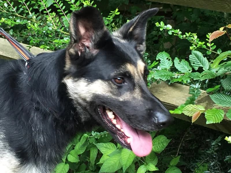Lupo,  senior German Shepherd for adoption at Tierheim Baden-Baden, Baden-Baden