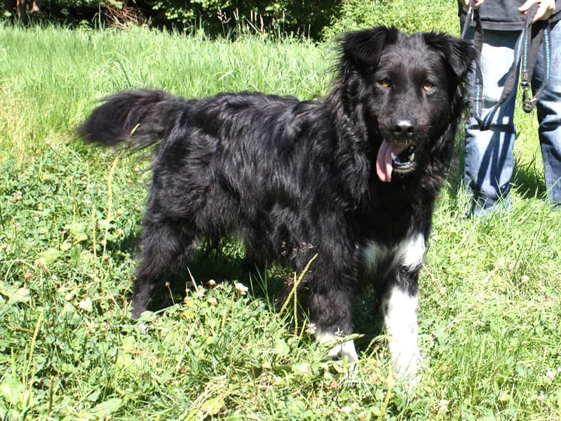 Matze,  senior Border Collie for adoption at Tierheim Baden-Baden, Baden-Baden