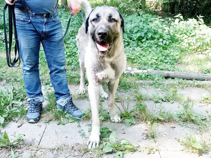 Max,  Kangal for adoption at Tierheim Baden-Baden, Baden-Baden