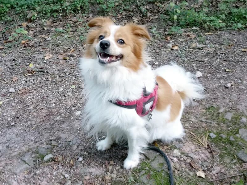 Twix, rot  Mixed Breed for adoption at Tierheim Baden-Baden, Baden-Baden