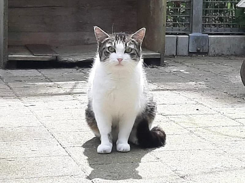 Uschi,  6yo Mixed Breed for adoption at Tierheim Baden-Baden, Baden-Baden
