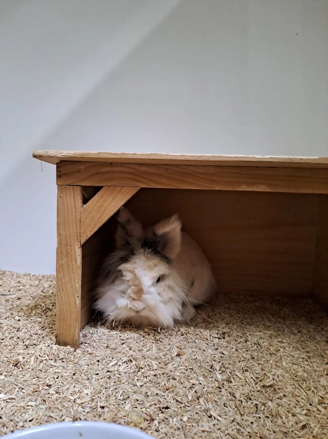 Tequila und Tonic,  mixed breed for adoption at Tierheim Bamberg, Bamberg