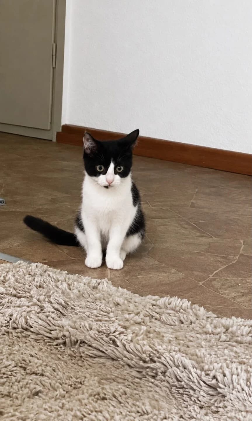 Amber, female mixed breed for adoption at Tierheim Bamberg, Bamberg