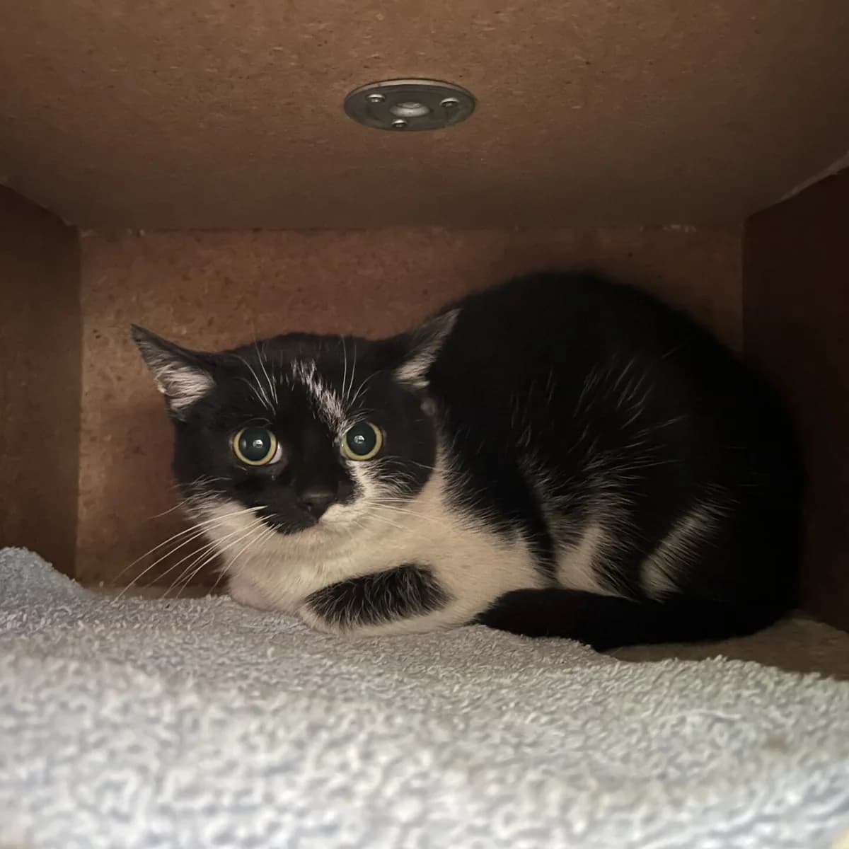 Badger, male mixed breed for adoption at Tierheim Bamberg, Bamberg