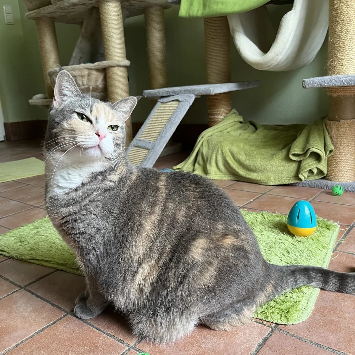 Bandi, female mixed breed for adoption at Tierheim Bamberg, Bamberg