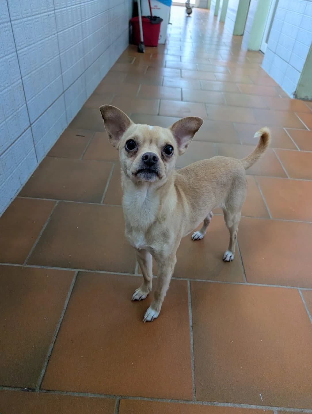 Benji, male mixed breed for adoption at Tierheim Bamberg, Bamberg