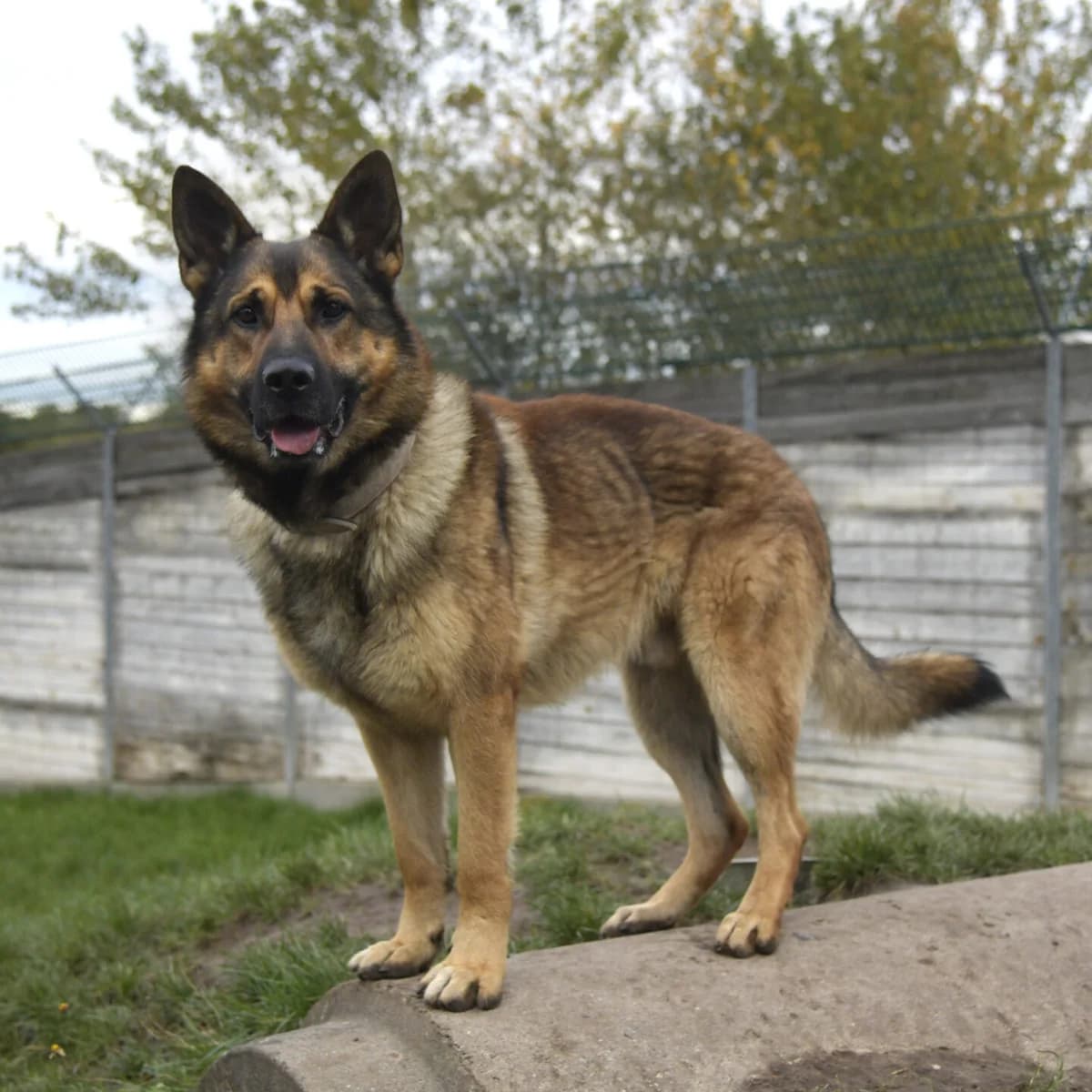 Boris, male mixed breed for adoption at Tierheim Bamberg, Bamberg