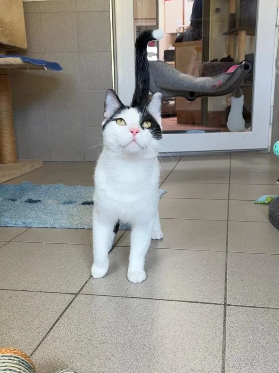 Cowboy, male mixed breed for adoption at Tierheim Bamberg, Bamberg