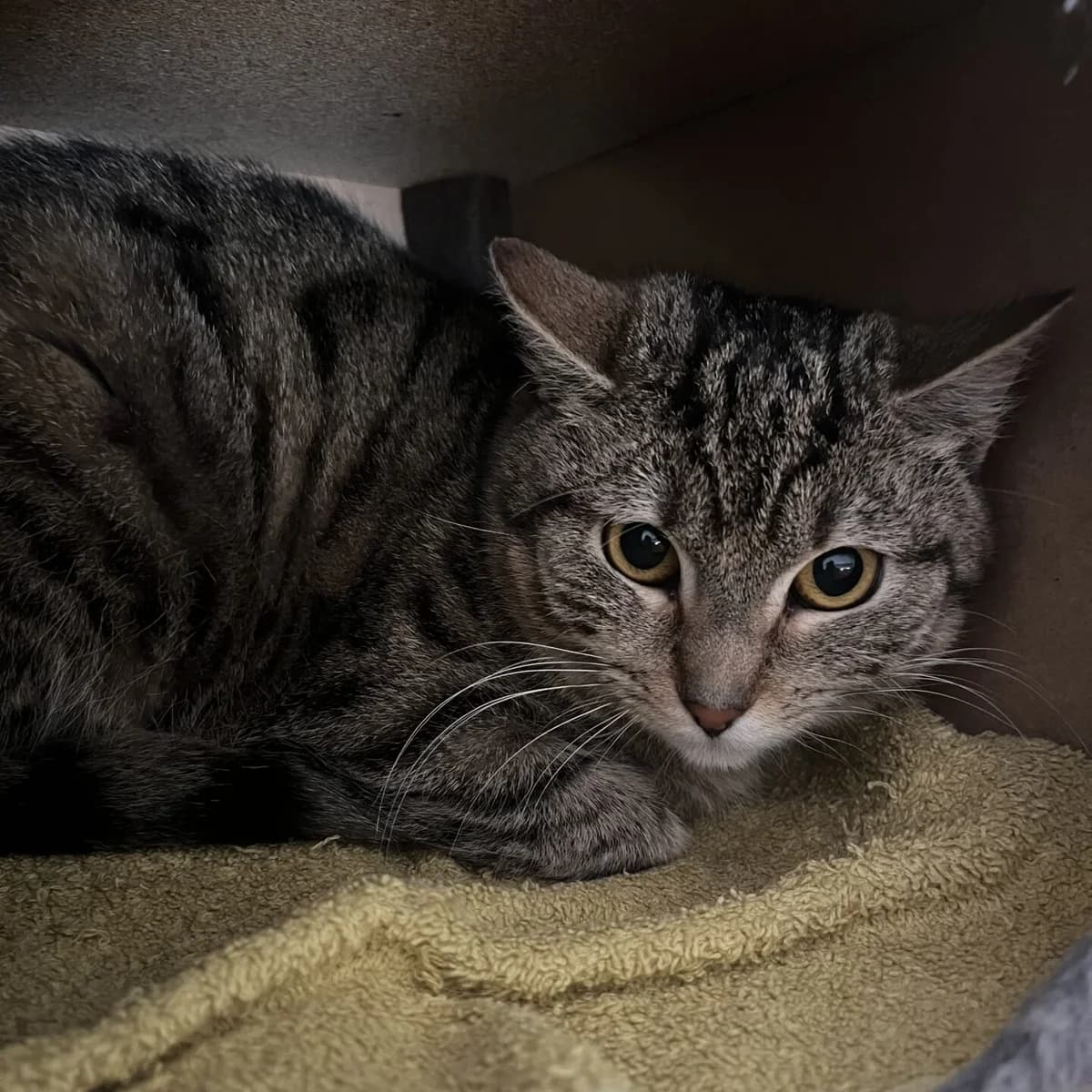 Crius, female mixed breed for adoption at Tierheim Bamberg, Bamberg