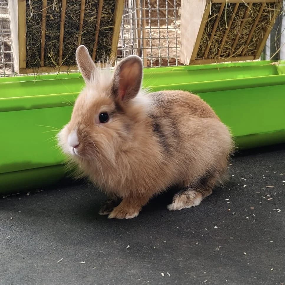 Ellie,  mixed breed for adoption at Tierheim Bamberg, Bamberg