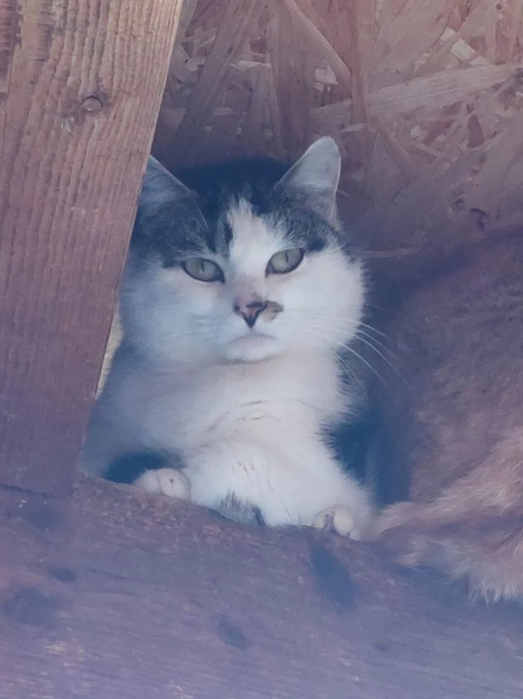 Finni, female mixed breed for adoption at Tierheim Bamberg, Bamberg