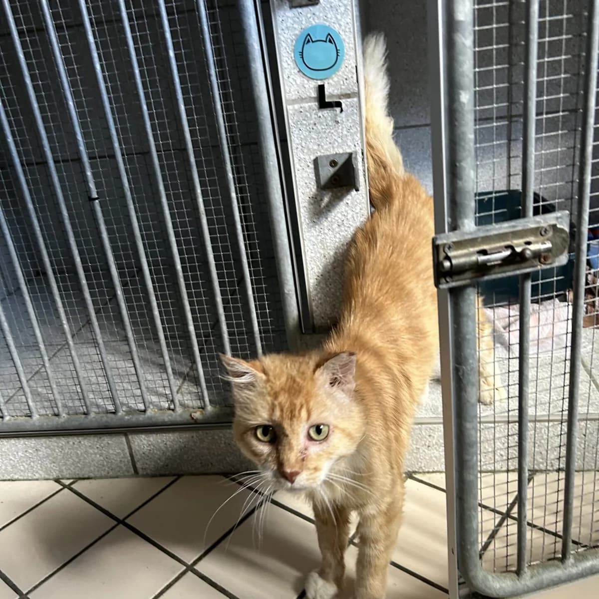 Forrest, male mixed breed for adoption at Tierheim Bamberg, Bamberg