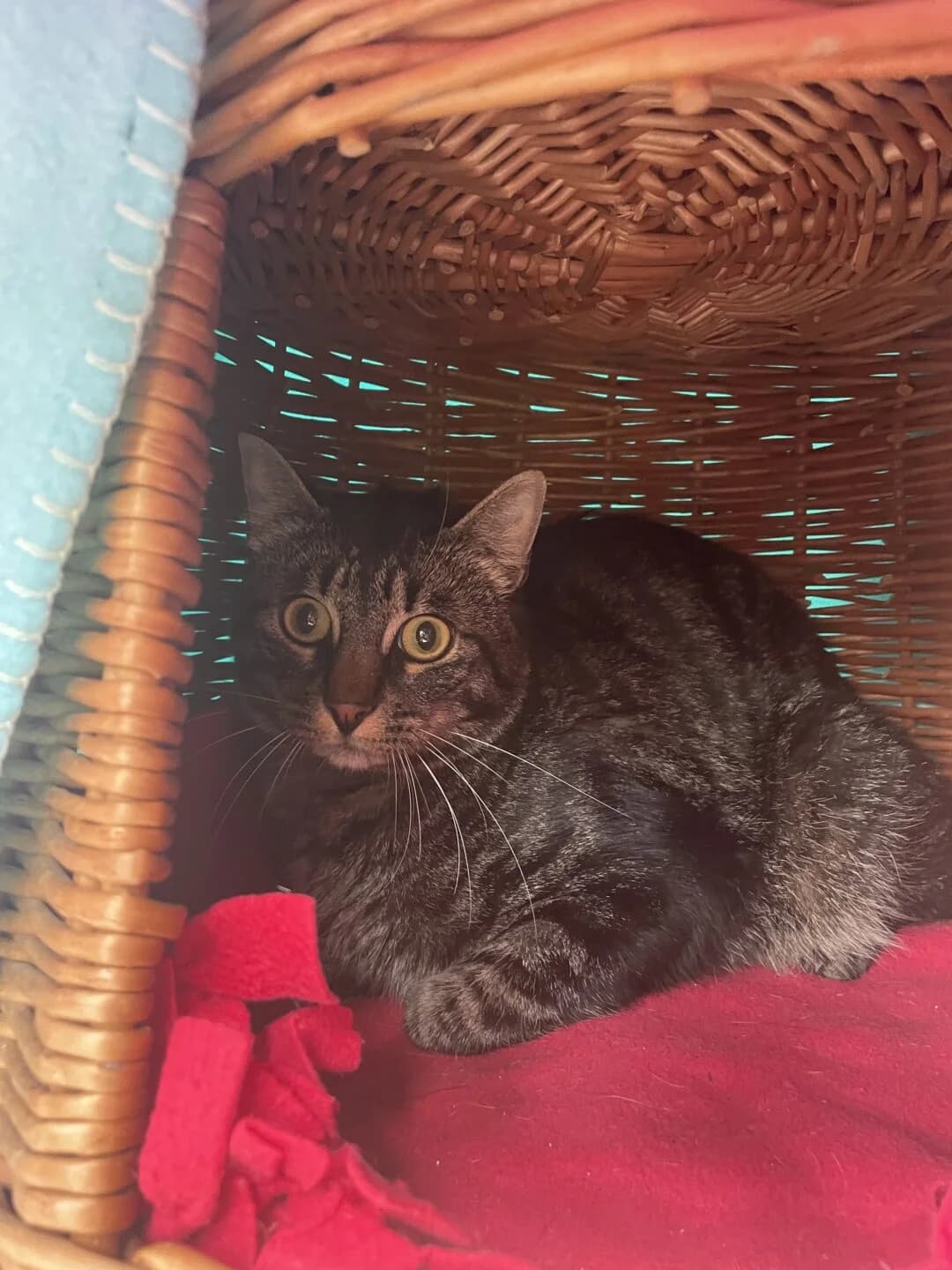 Franz, male 5yo mixed breed for adoption at Tierheim Bamberg, Bamberg