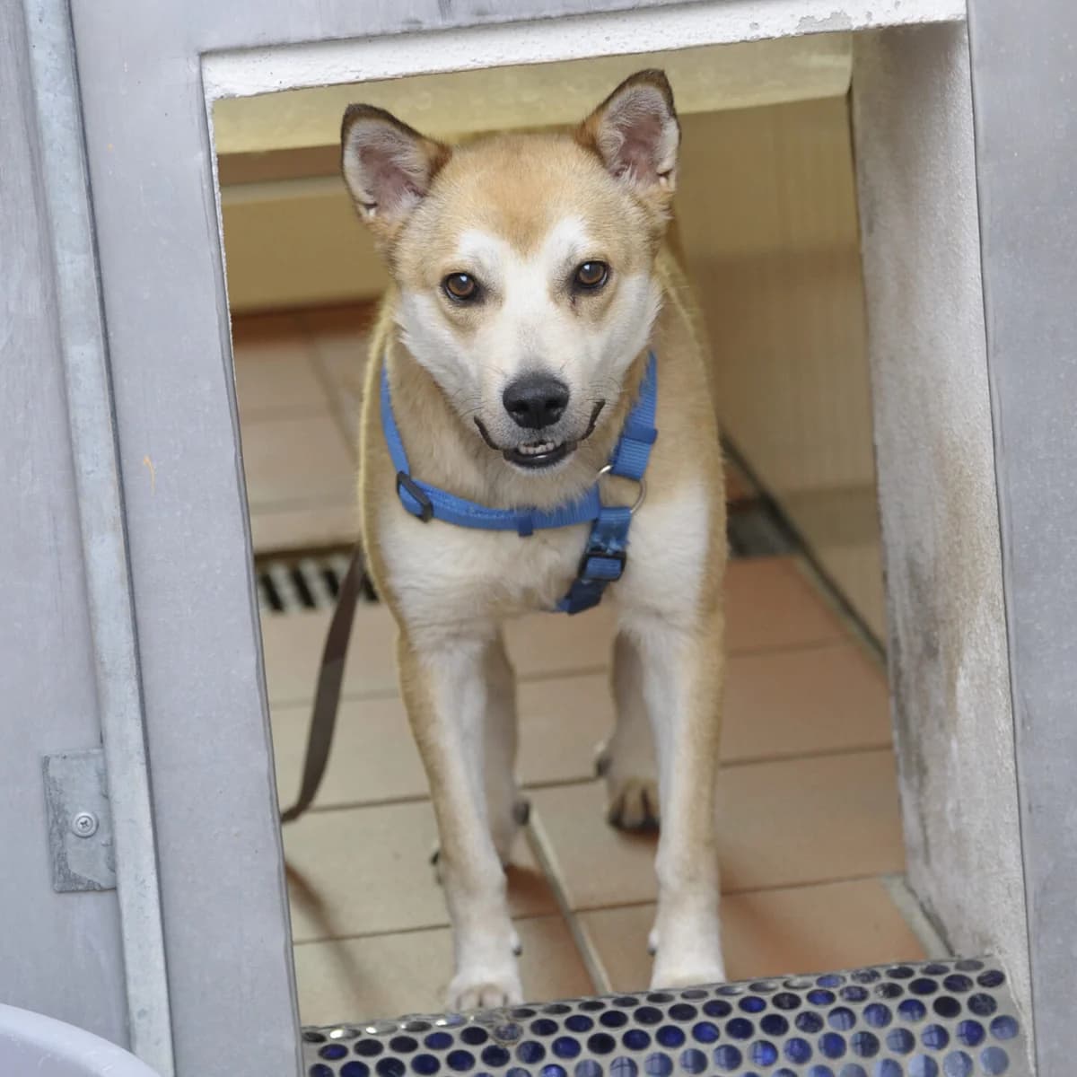 Hachiko, male mixed breed for adoption at Tierheim Bamberg, Bamberg