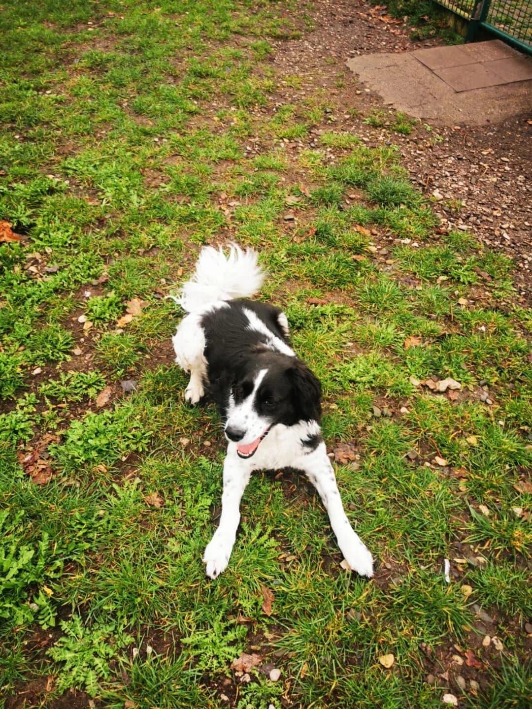 Hope, female mixed breed for adoption at Tierheim Bamberg, Bamberg