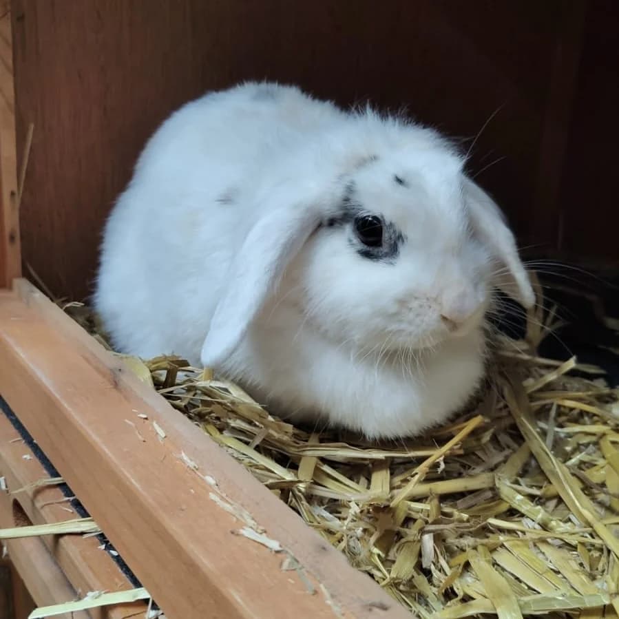 Hopsi,  mixed breed for adoption at Tierheim Bamberg, Bamberg