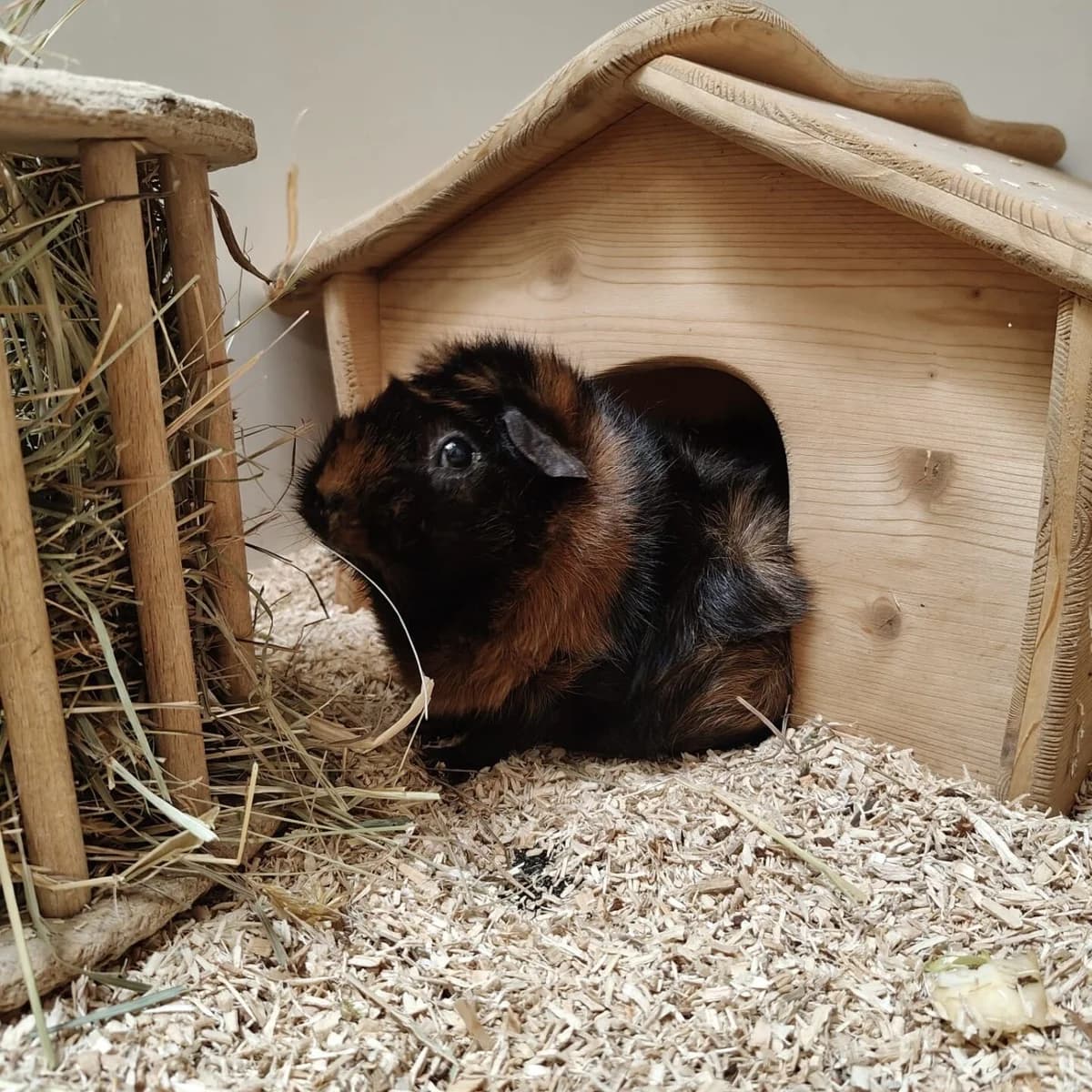 Jack,  mixed breed for adoption at Tierheim Bamberg, Bamberg