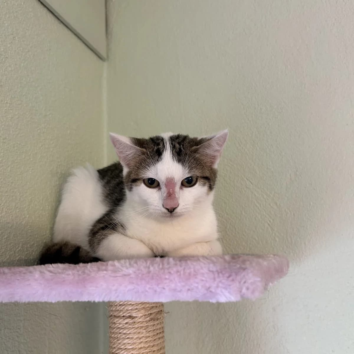 Jinny Lou, female mixed breed for adoption at Tierheim Bamberg, Bamberg
