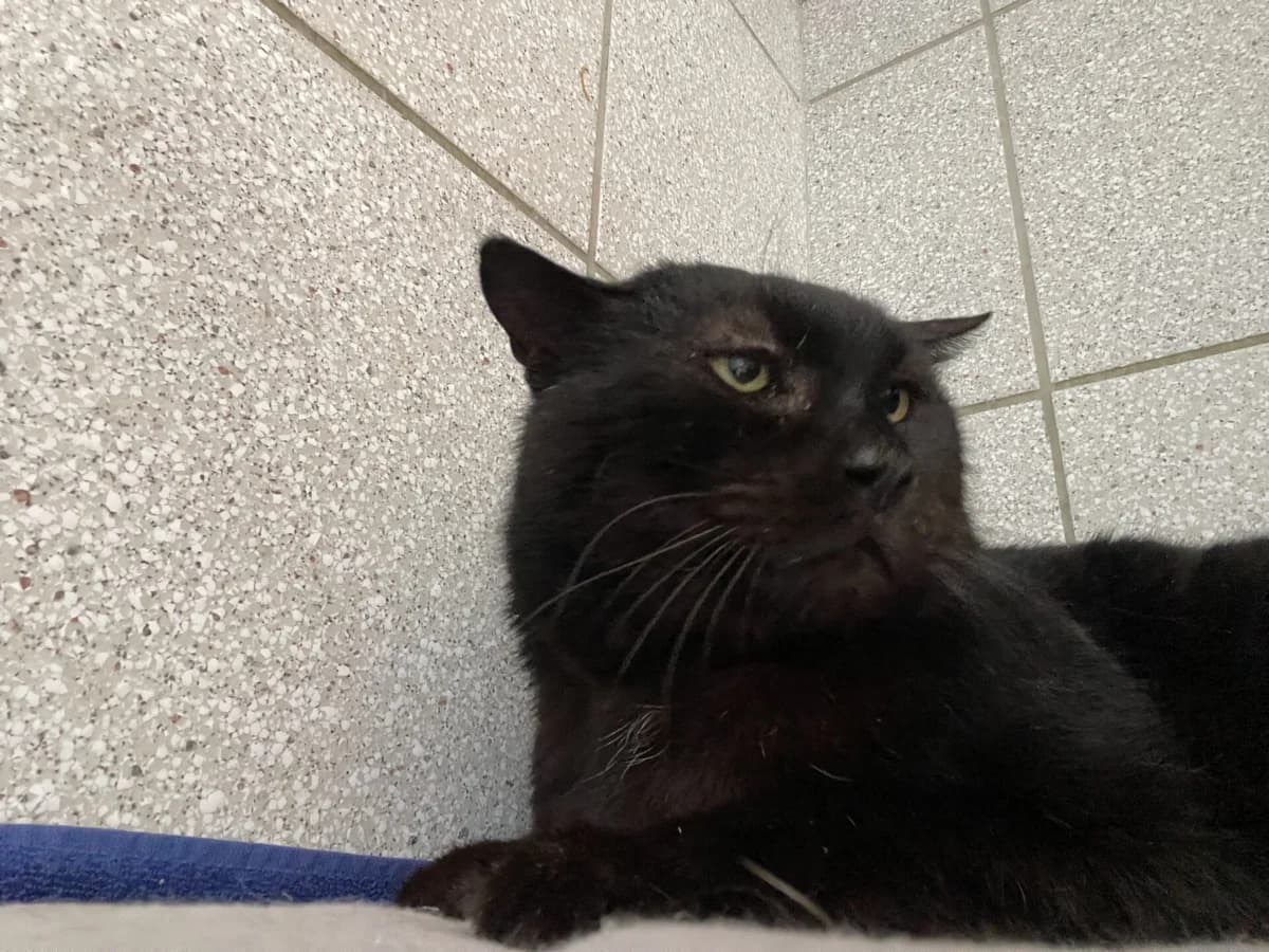 Jugo, male mixed breed for adoption at Tierheim Bamberg, Bamberg