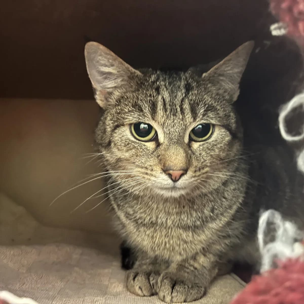 Juni, female mixed breed for adoption at Tierheim Bamberg, Bamberg