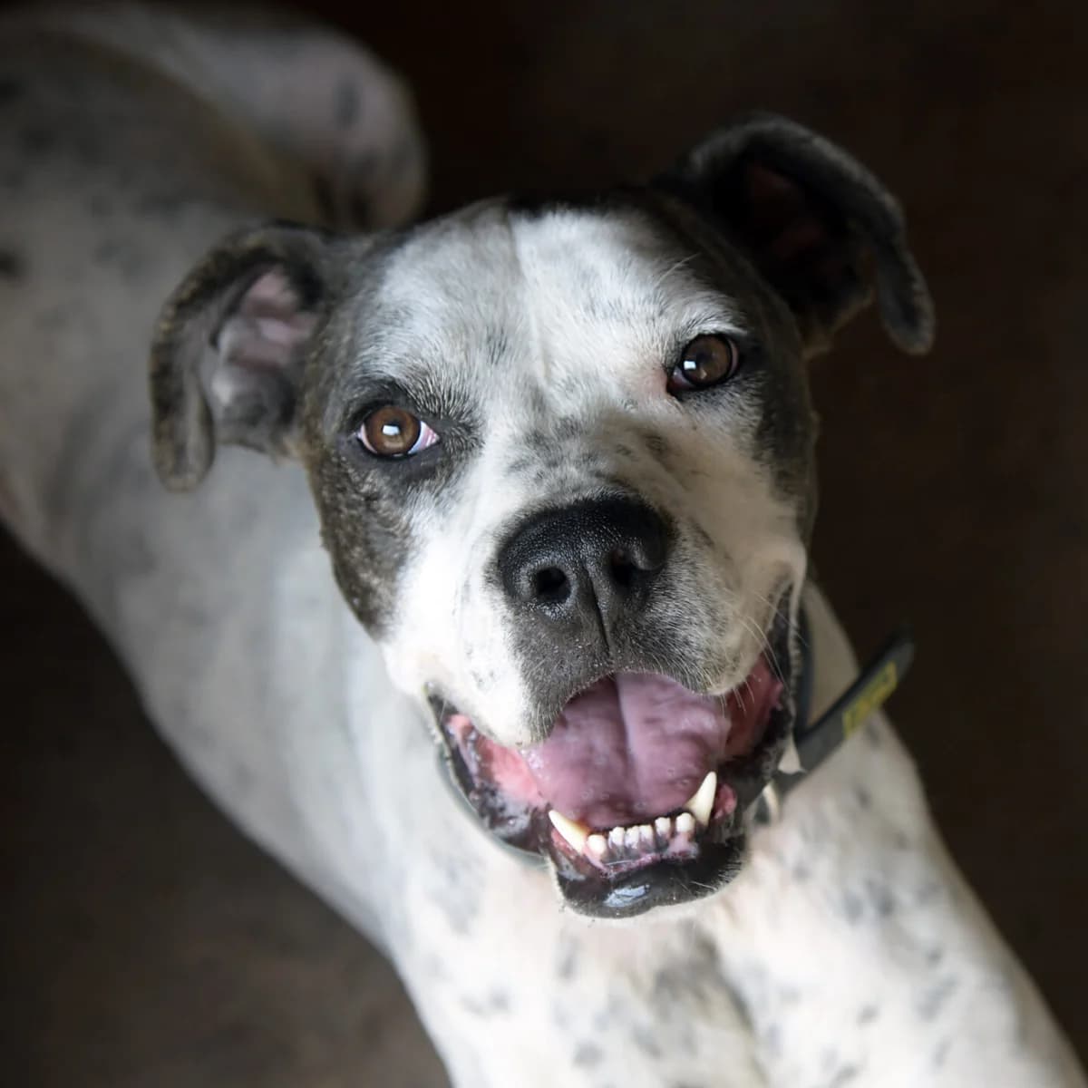 Kalle, male 4yo mixed breed for adoption at Tierheim Bamberg, Bamberg