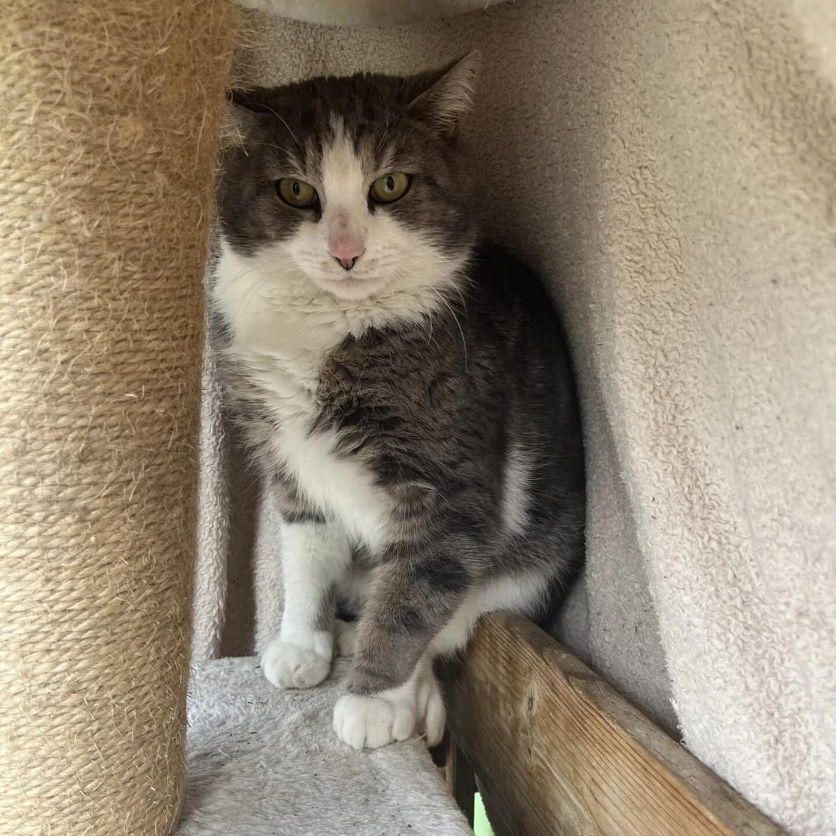 Leopold, male mixed breed for adoption at Tierheim Bamberg, Bamberg