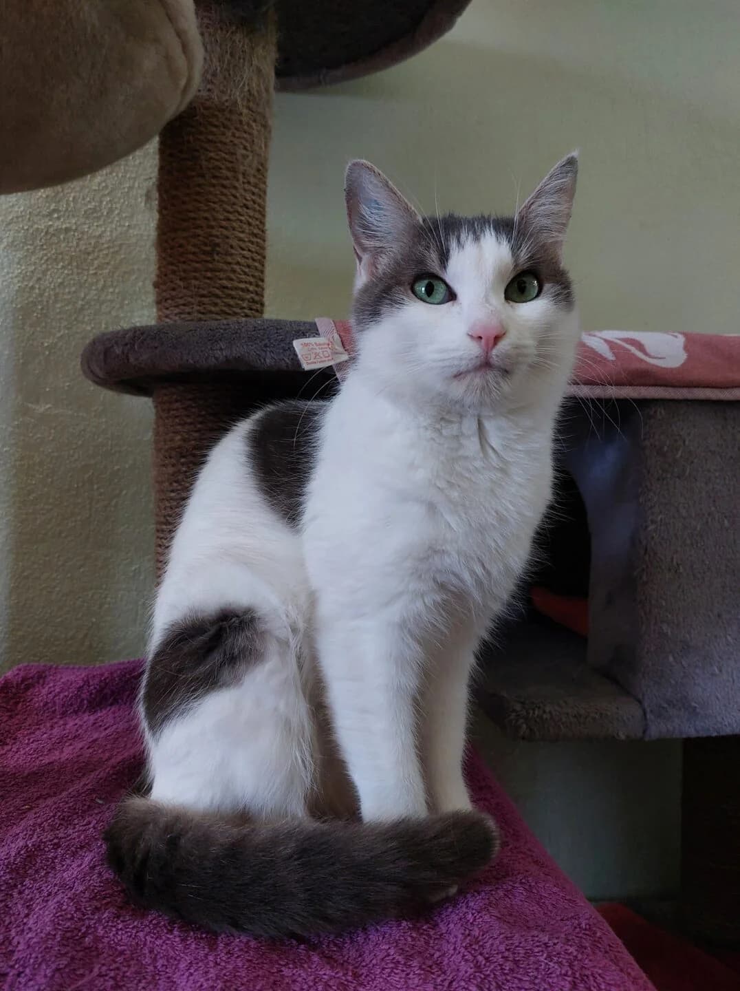 Lilly, female young mixed breed for adoption at Tierheim Bamberg, Bamberg
