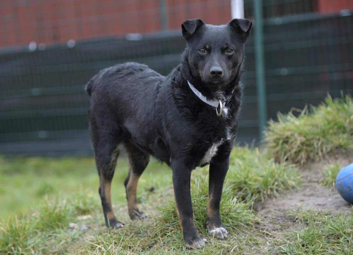 Lissy, female mixed breed for adoption at Tierheim Bamberg, Bamberg