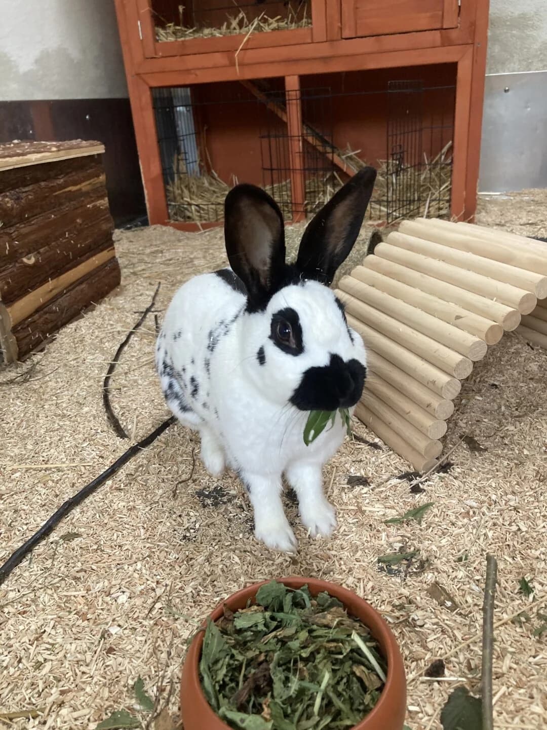 Margery,  mixed breed for adoption at Tierheim Bamberg, Bamberg