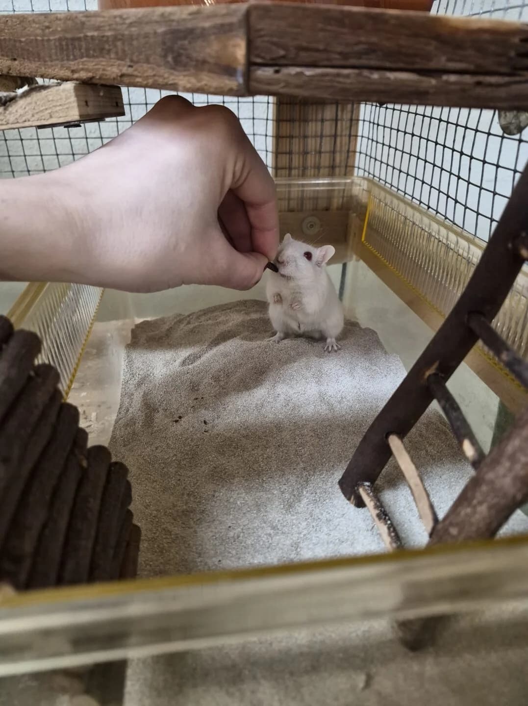 Crumble,  mixed breed for adoption at Tierheim Bamberg, Bamberg