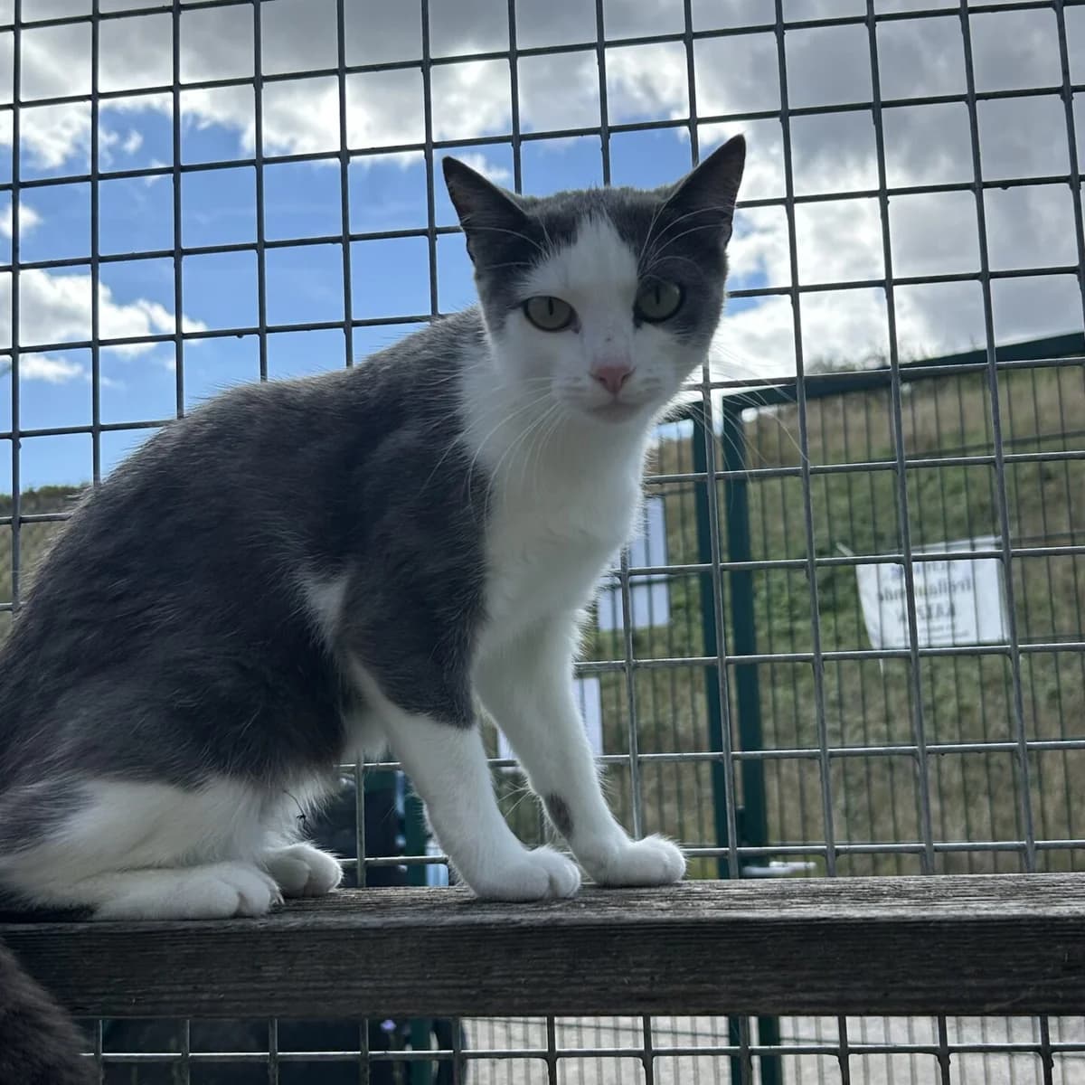 Mona, female mixed breed for adoption at Tierheim Bamberg, Bamberg
