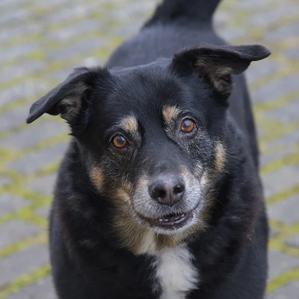Nando, male mixed breed for adoption at Tierheim Bamberg, Bamberg
