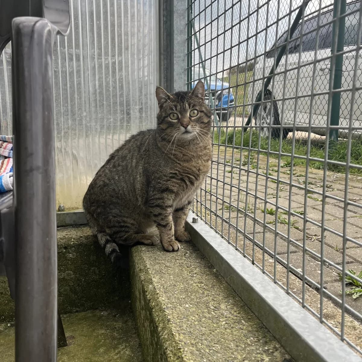 Paule, male mixed breed for adoption at Tierheim Bamberg, Bamberg