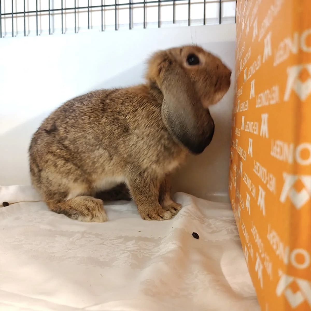 Rapunzel,  mixed breed for adoption at Tierheim Bamberg, Bamberg