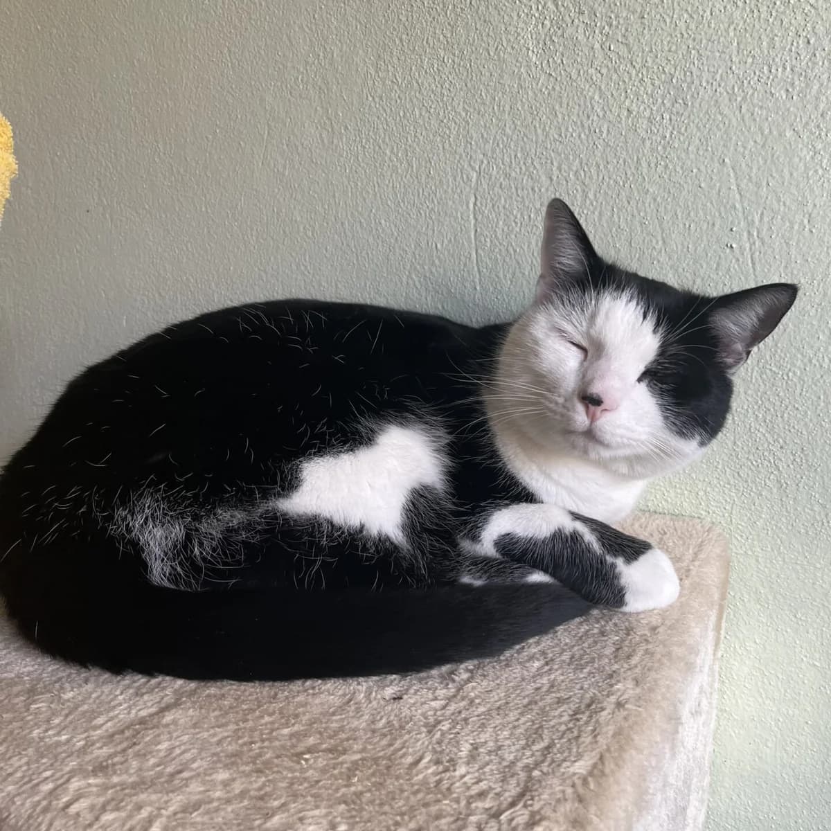 Simba, male mixed breed for adoption at Tierheim Bamberg, Bamberg